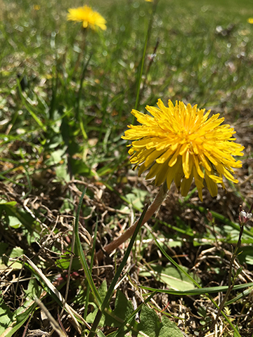 dandelion cjmg