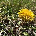 Dandelion Roots